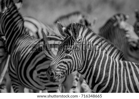 Side profile of a Zebra in between a herd in black and white in the Chobe National Park, Botswana.