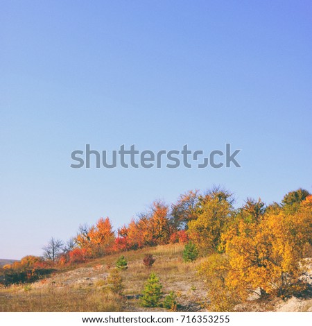 Trees with colored leaves on a blue sky background in a bright, light autumn day.