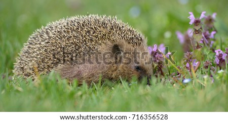 The southern white-breasted hedgehog (Erinaceus concolor), sometimes referred to as white-bellied hedgehog or white-chested hedgehog,