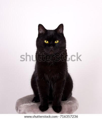 Black Cat Black cat with yellow eyes isolated on white
