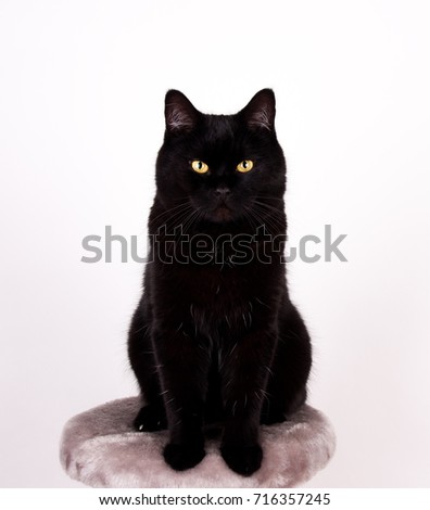 Black Cat Black cat with yellow eyes isolated on white