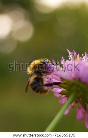 Bumble bee on autumn flower on nature background.