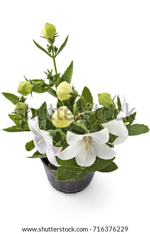 White flower of Platycodon, Platycodon grandiflorus, or bellflowers in flower pot, isolated on white background. Balloon flower of white Platycodon in bloom during summer