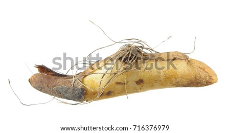 Bulb of California fawn lily or California trout-lily (Erythronium californicum) isolated on white background