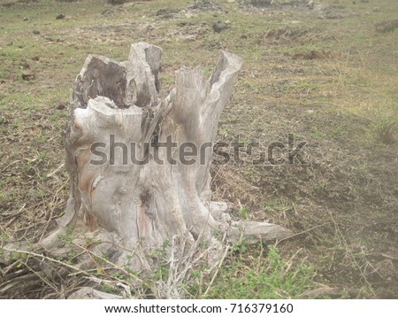 the rest of the felled trees