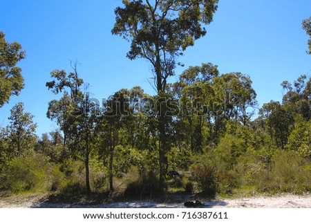 Secluded peaceful landscape  in  Manea Park Bunbury Western Australia  where there is remnant bush land and many rare wild flowers growing.