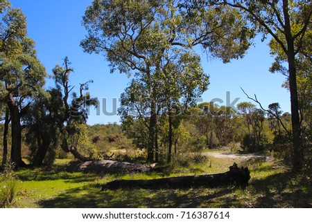 Secluded peaceful landscape  in  Manea Park Bunbury Western Australia  where there is remnant bush land and many rare wild flowers growing.