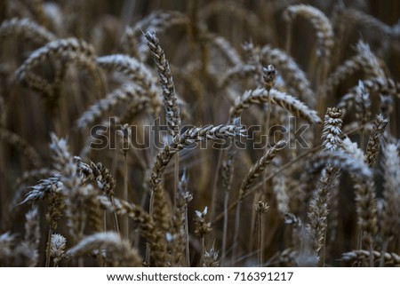 Wheat crop on farmland, Oxford UK