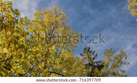 Autumn beautiful fall yellow colorful leaves and trees against blue sky background with copy space