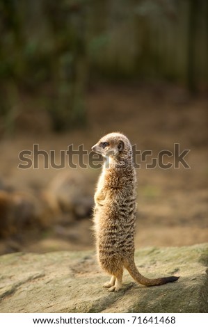 Meerkat with selective focus and copy space.
