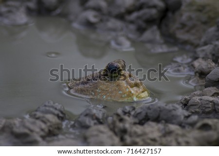 Giant Mudskipper, Periophthalmodon schlosseri, Fish on the Mud Beach.