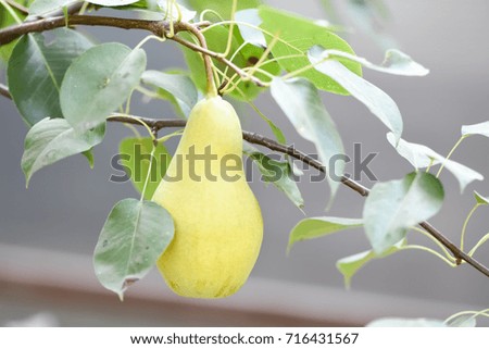 Harvest of ripe pears in a home garden
