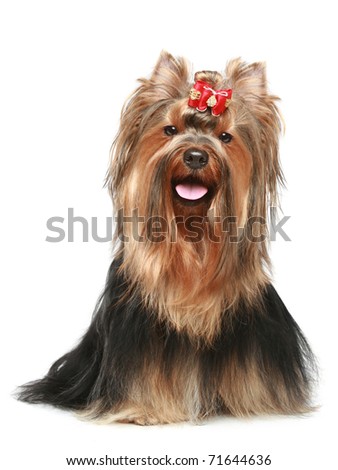 Yorkshire terrier with red bow sitting on a white background