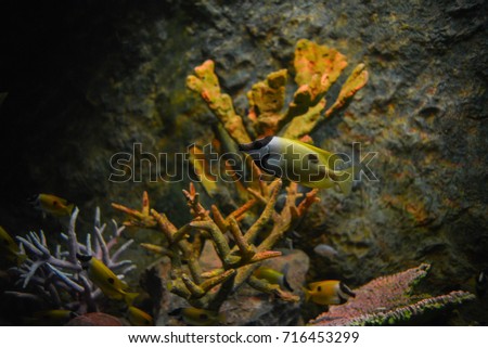 Siganus vulpinus In coral reef.