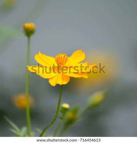 cosmos flowers field background