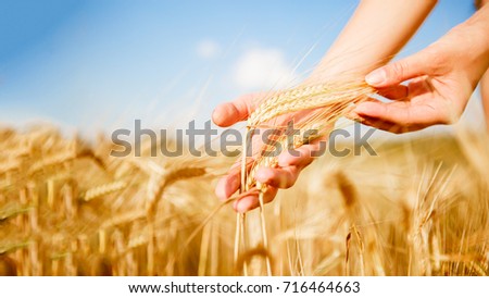 Photo of human's hand with wheat spikes