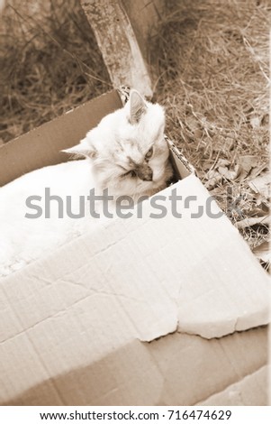  White color cat in the box.