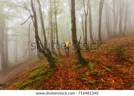 Beautiful foggy forest landscapes