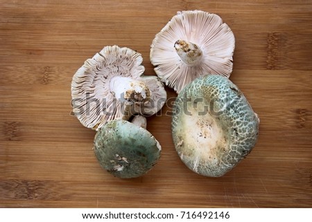 Fresh mushrooms (Green Head bacteria) on board food background.