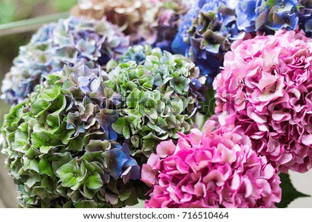 Close up of Beautiful Multi colored hydrangea flowers, natural background.