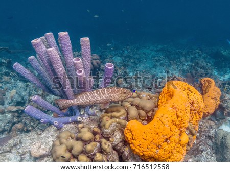 Coral reef in Carbiiean Sea tiger grouper ,Mycteroperca tigris