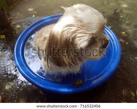 Bath dog