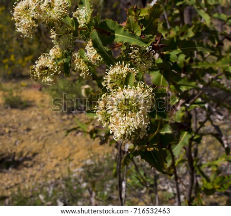Dainty white blooms of West Australian wildflower Hakea Varia  growing in early spring in Crooked Brook National park, Dardanup, attract honey bees to the sweet pollen.