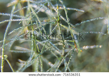 Drops of dew on thin green twigs on  blurred natural background, macro, selective focus. Natural abstract background