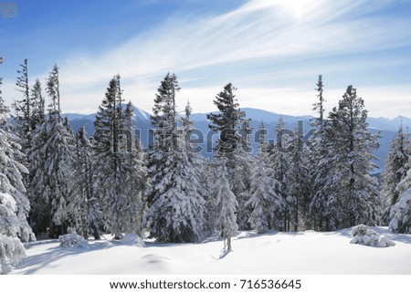 Snow covered fir trees on the background of mountain peaks. Panoramic view of the picturesque snowy winter landscape. 