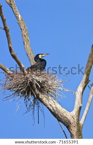 cormorant (phalacrocorax carbo ) on nest in Danube Delta, Romania