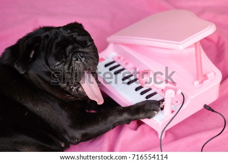 I am pianist.Funny pug dog playing with pink piano toy model.