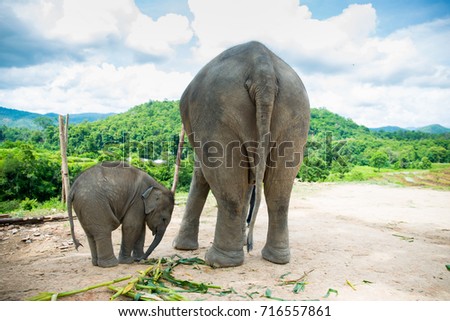mother and baby elephant in Chiang mai, Thailand