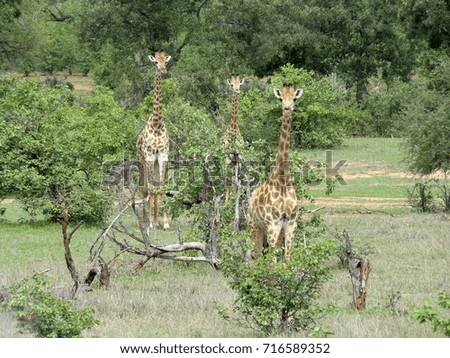 A giraffe family with three animals looks out of the bushland