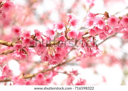 Blooming pink plum blossom