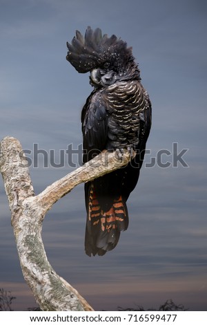 the female red tailed black cockatoo is perched Royalty-Free Stock Photo #716599477