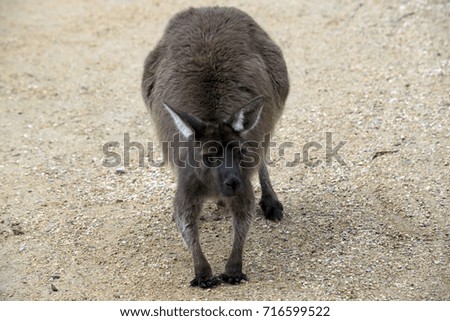 the joey kangaroo-Island kangaroo is begging for food