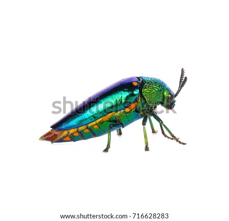 Jewel beetle, Metallic wood-boring beetle on white background