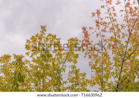 Yellow autumn leaves against the sky.