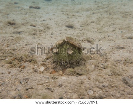 Flower urchin on the sand beach or coral reef