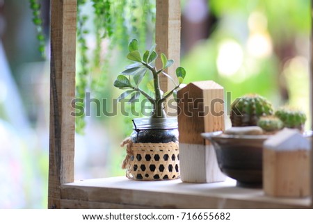 Group of cactus in a pot