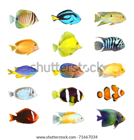 Great collection of a tropical fish on a white background. Royalty-Free Stock Photo #71667034