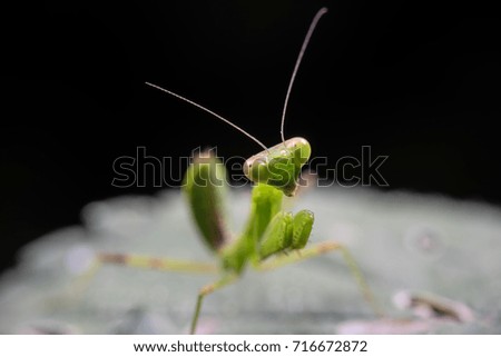 Insect pictures Mantis