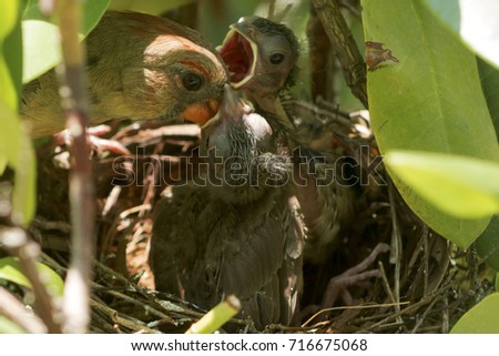 An up close picture of a mother cardinal bird feeding her baby chicks in their birds nest on a sunny afternoon.