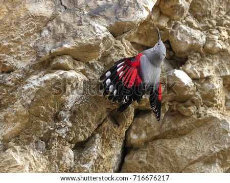 Mountain flying jewel, jumping on a rock looking for beetles and other bugs. Grey bird with red wings. Wallcreeper, Tichodroma muraria. Royalty-Free Stock Photo #716676217