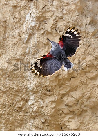 Mountain flying jewel, fly with red and white flashes on its wings. Wallcreeper, Tichodroma muraria. Royalty-Free Stock Photo #716676283