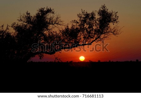Sunset sky,silhouette of tree branch ,midnight