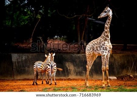 A couple of wild zebra and giraffe standing on the plain