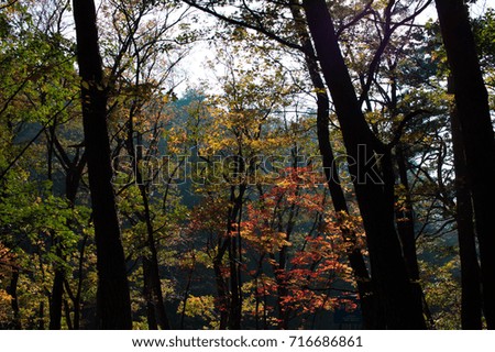 Fresh air feeling in beautiful autumn forest