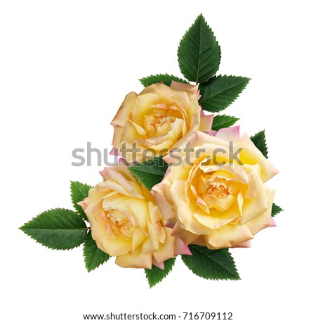 Yellow rose flowers arrangement isolated on white background