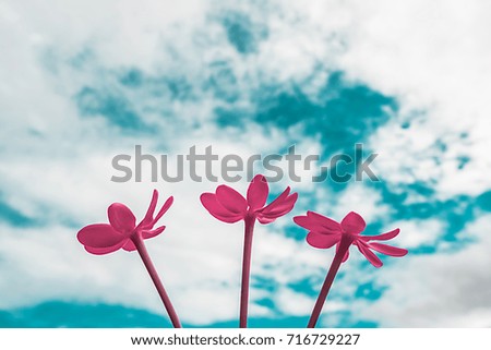 Beautiful pink flowers in springtime and blue sky background use as nature scene.Vintage style,with place for text.